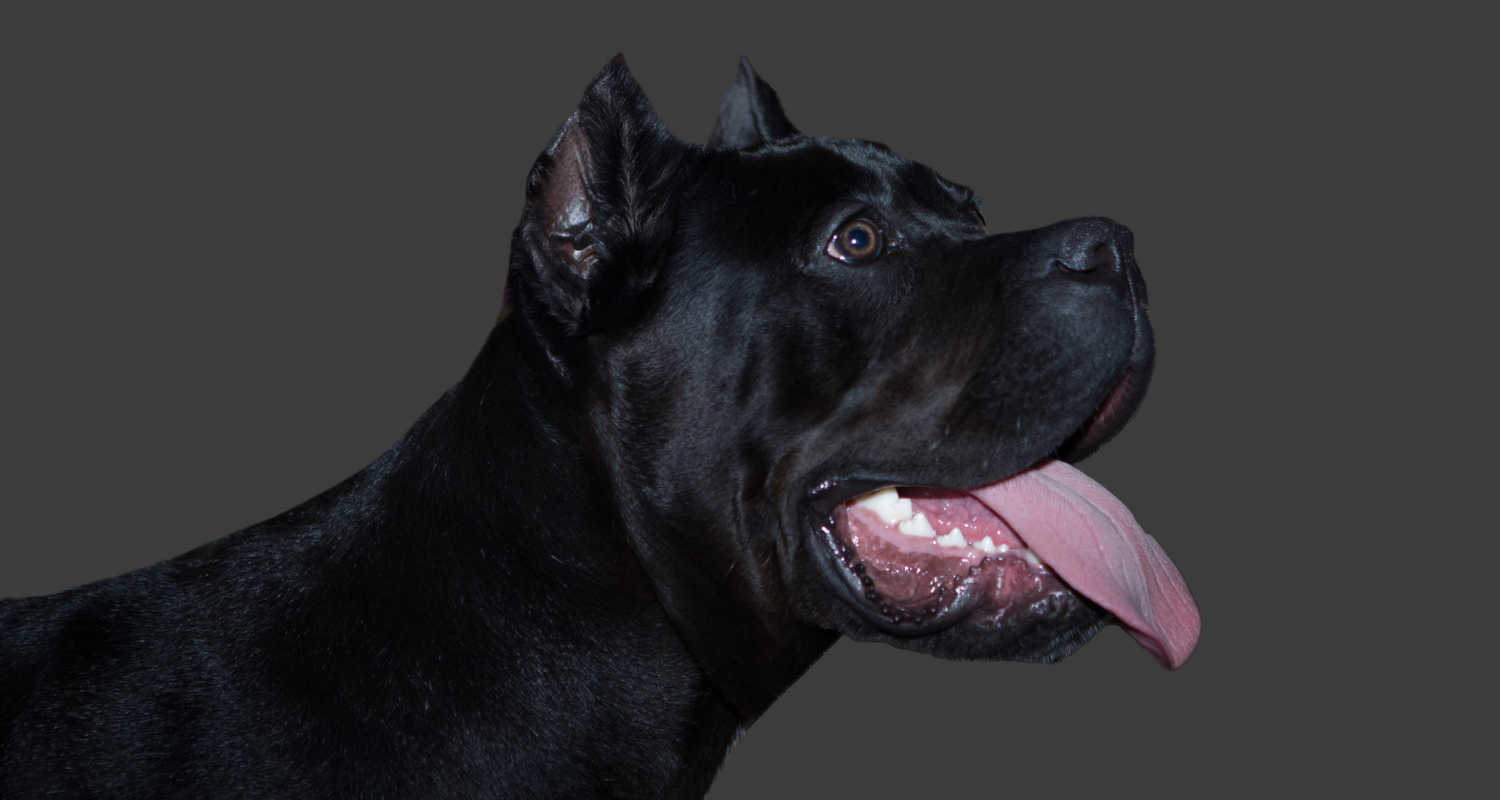 Cane Corso in repose