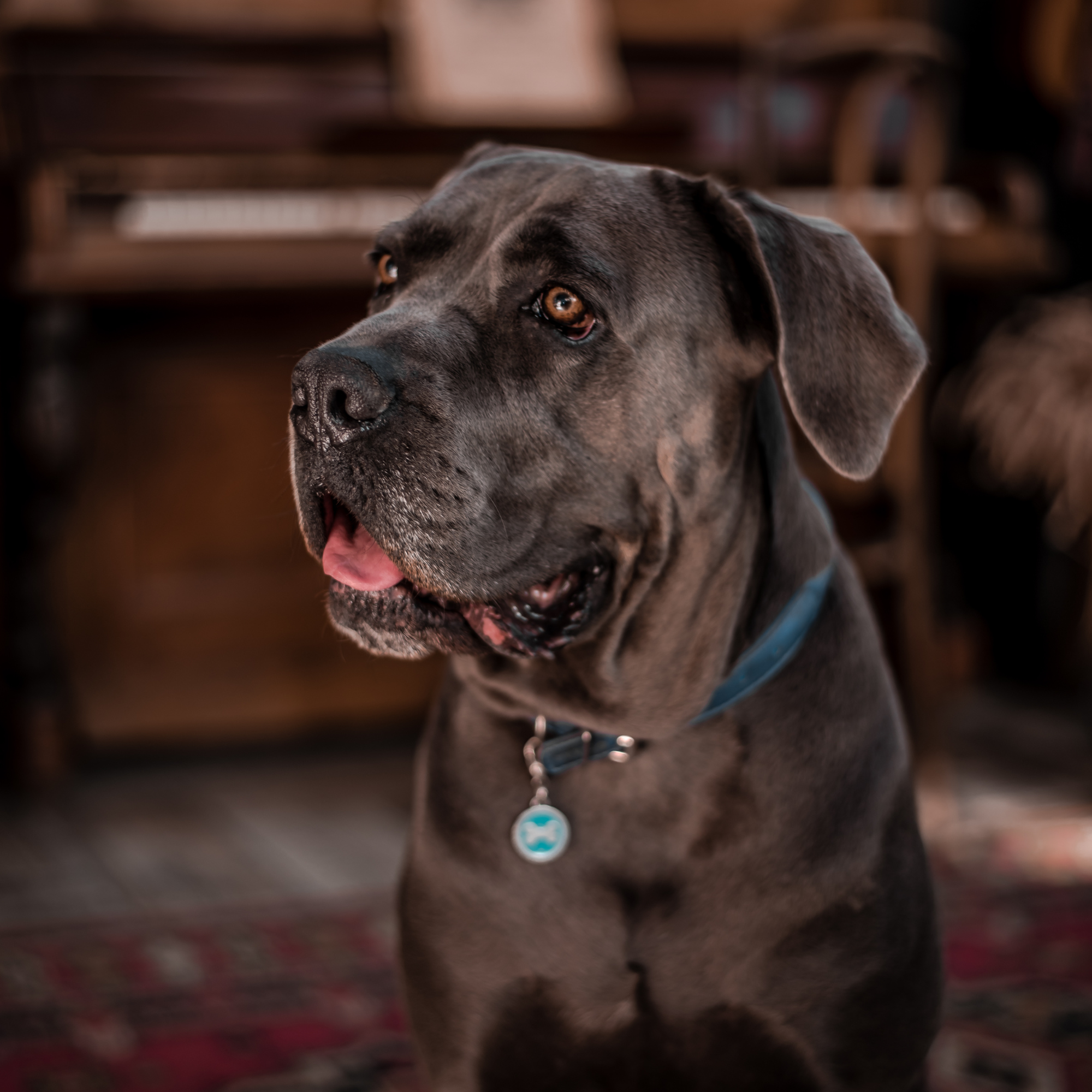 Great Temperament